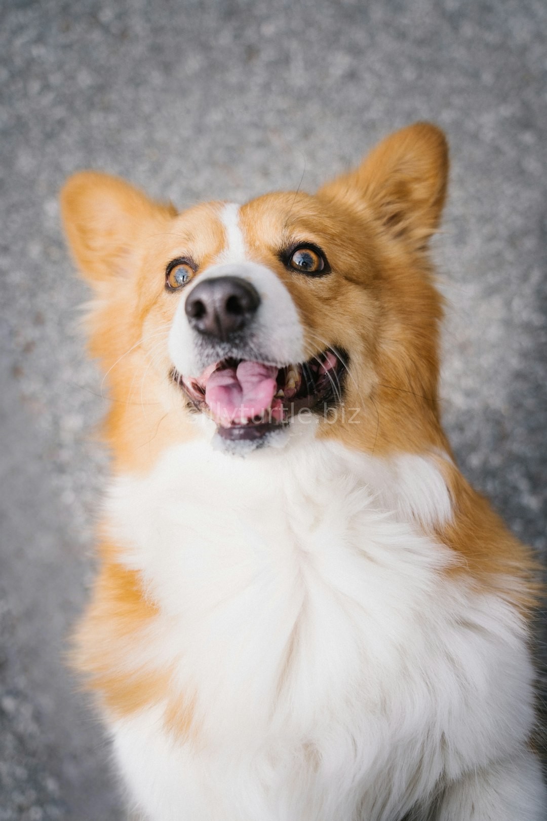 Happy pet