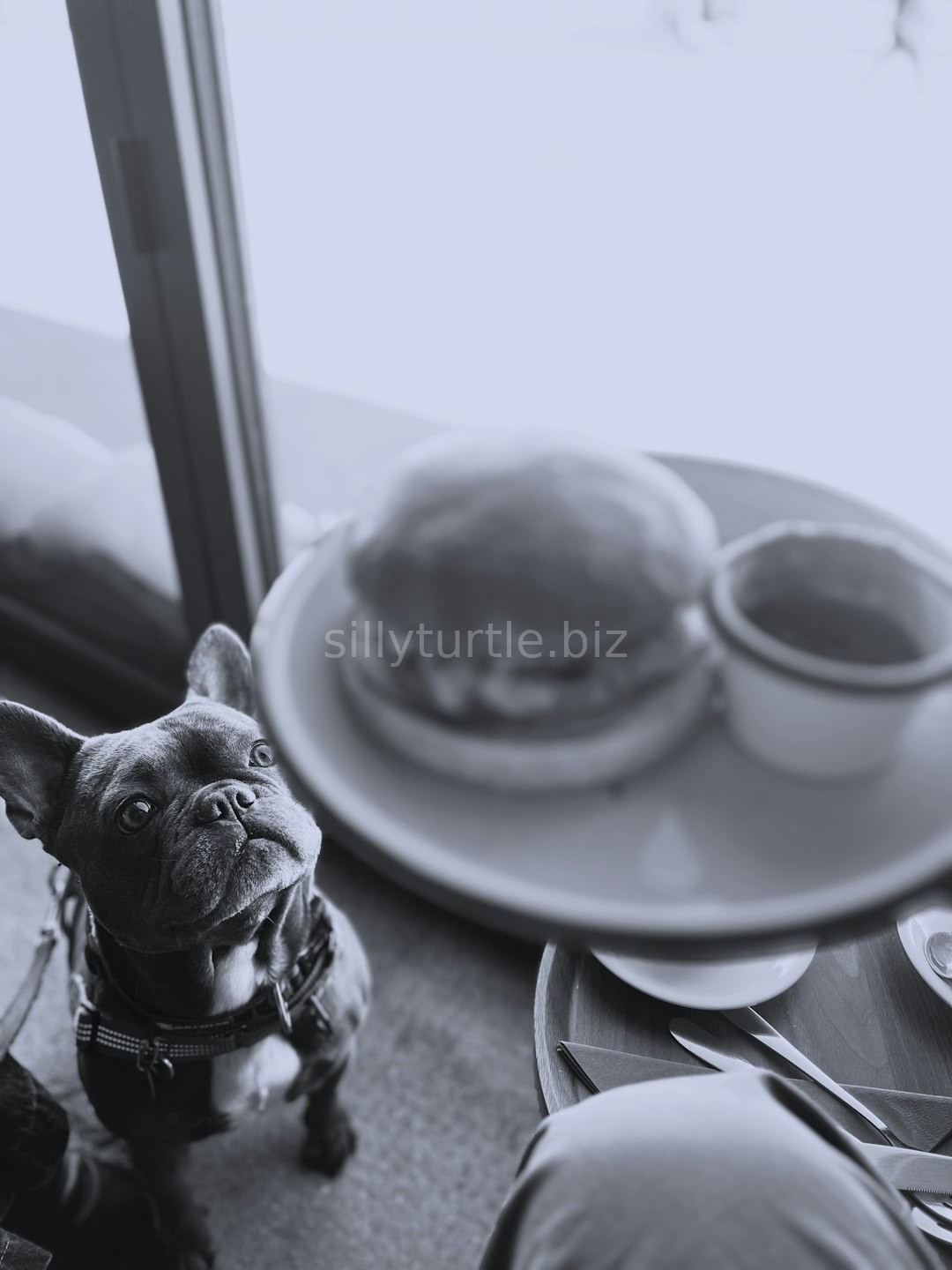 Peaceful Pet